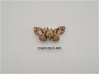 藏品(尺蛾468)的圖片